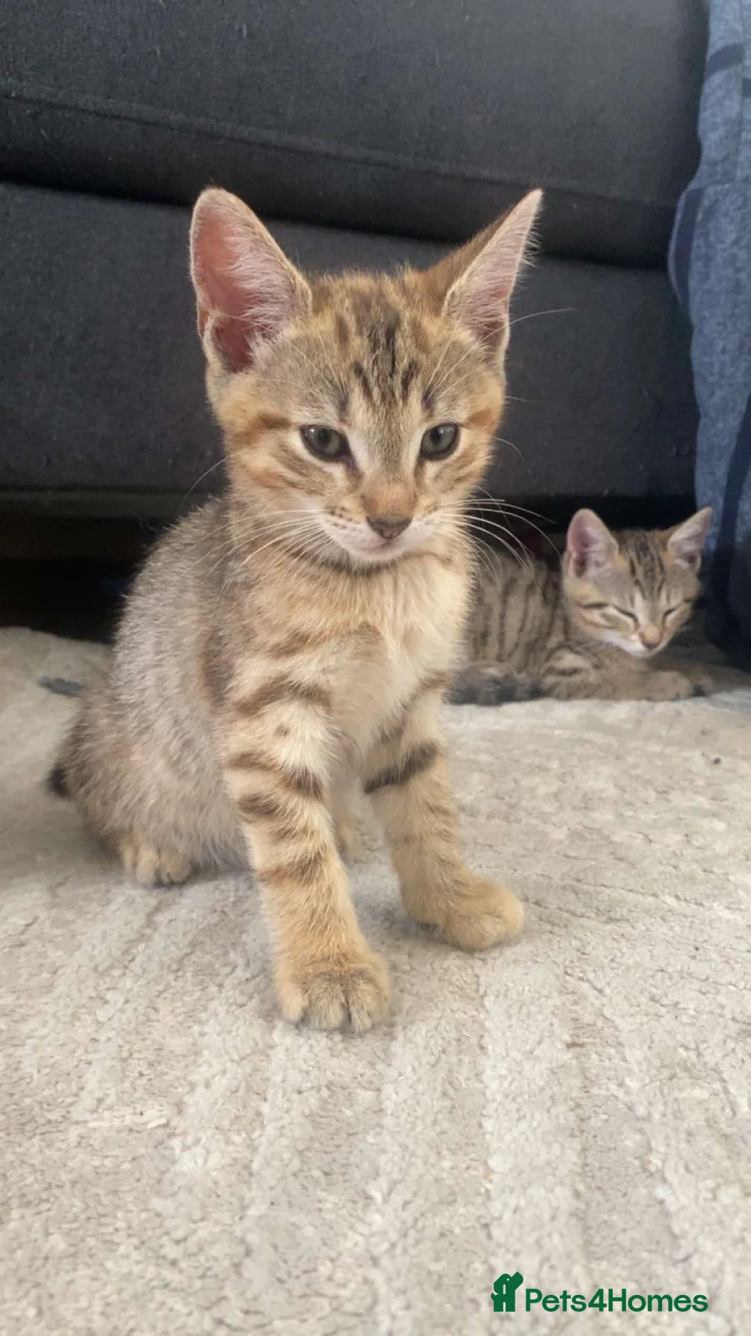 Domestic Shorthair cats for sale: Female kittens!  in Bicester - Advert 5