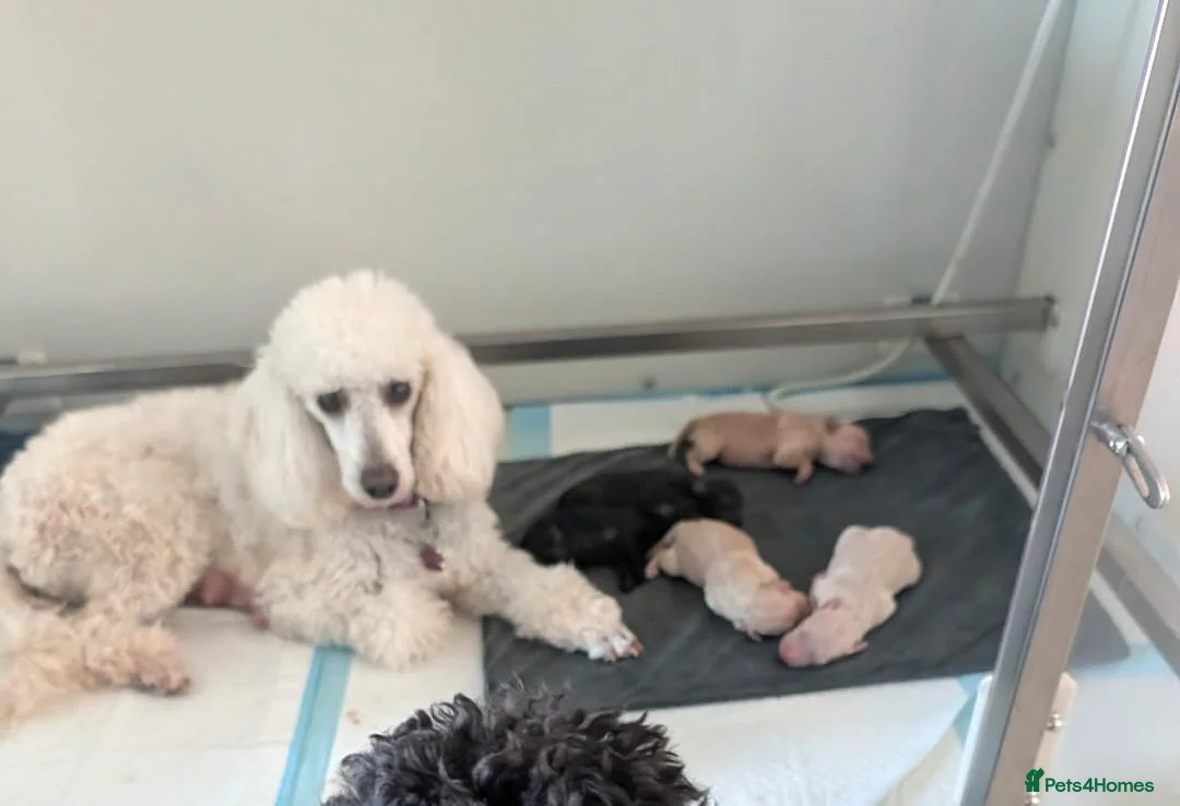 Toy Poodle dogs for sale: TOY POODLE PUPPIES FOR SALE  - Advert 1