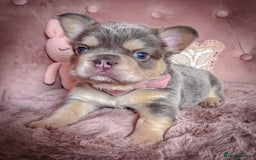 French Bulldog dogs for sale: 🌸BEAUTIFUL PUPPIES LILAC&TAN,FLUFFY,TESTABLE🌸 - Image 7