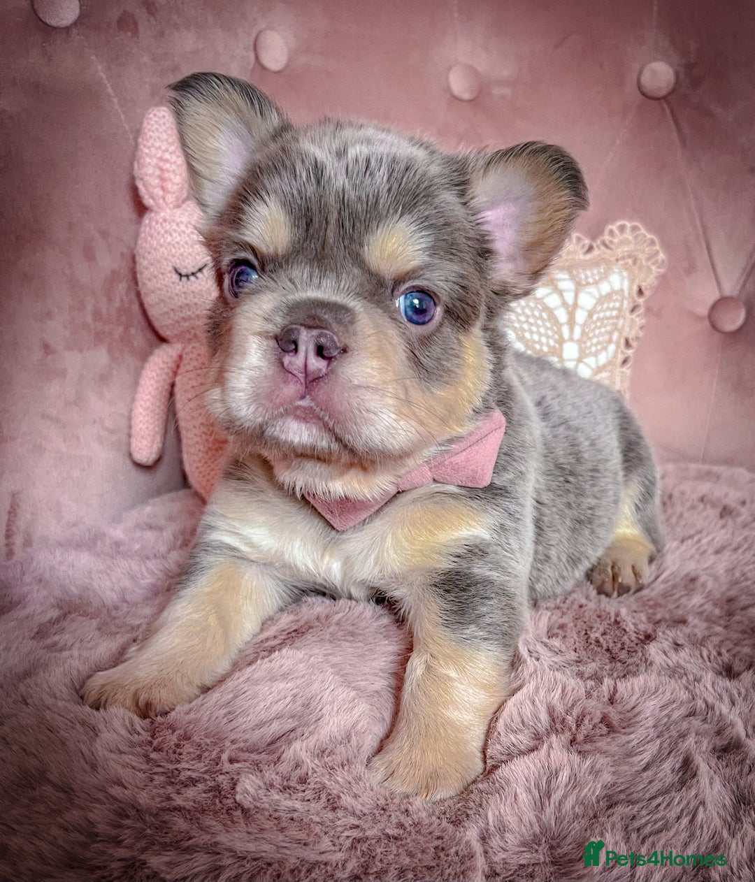 French Bulldog dogs for sale: 🌸BEAUTIFUL PUPPIES LILAC&TAN,FLUFFY,TESTABLE🌸 - Image 7