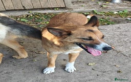 Mixed Breed dogs for adoption: 💖🐶 CLEO 🐶💖 - Image 12