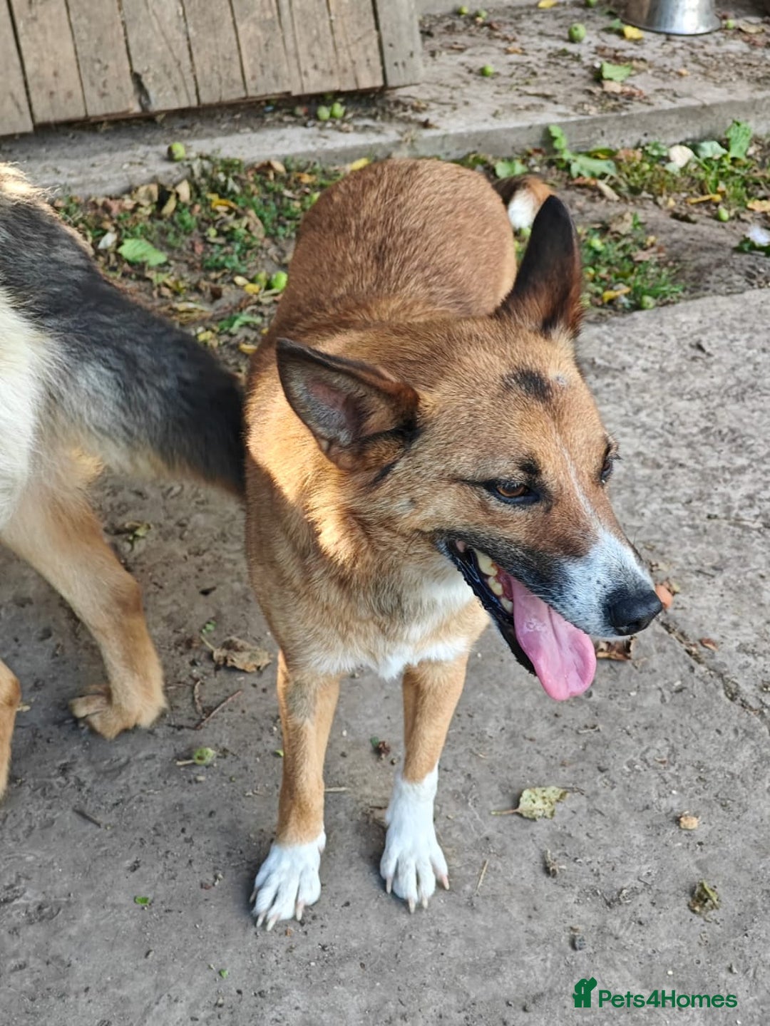 Mixed Breed dogs for adoption: 💖🐶 CLEO 🐶💖 - Image 12