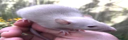 Rat rodents for sale: Rats various breeds male and female in Corby - Advert 17
