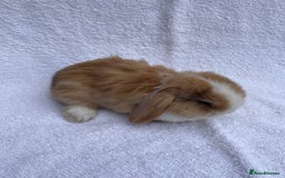 Mini Lop rabbits for sale: MINILOP BABIES READY TO RESERVE  - Image 9