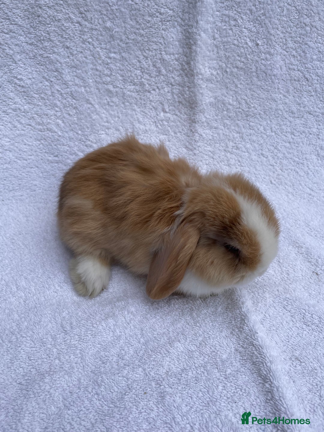 Mini Lop rabbits for sale: MINILOP BABIES READY TO RESERVE  - Image 9
