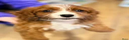 Cavapoo dogs for sale: Extensively health tested F1 Toy Cavapoo Puppies - Advert 28