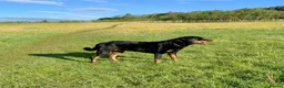 Rottweiler dogs for stud: Stud Wanted for Rottweiler Bitch - Advert 3