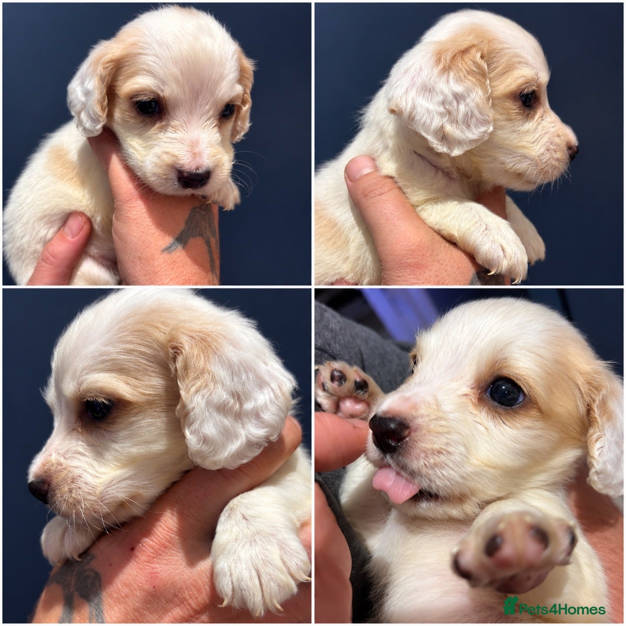 Cocker Spaniel dogs for sale: Cocker spaniel puppies looking for 5* homes - Advert 21