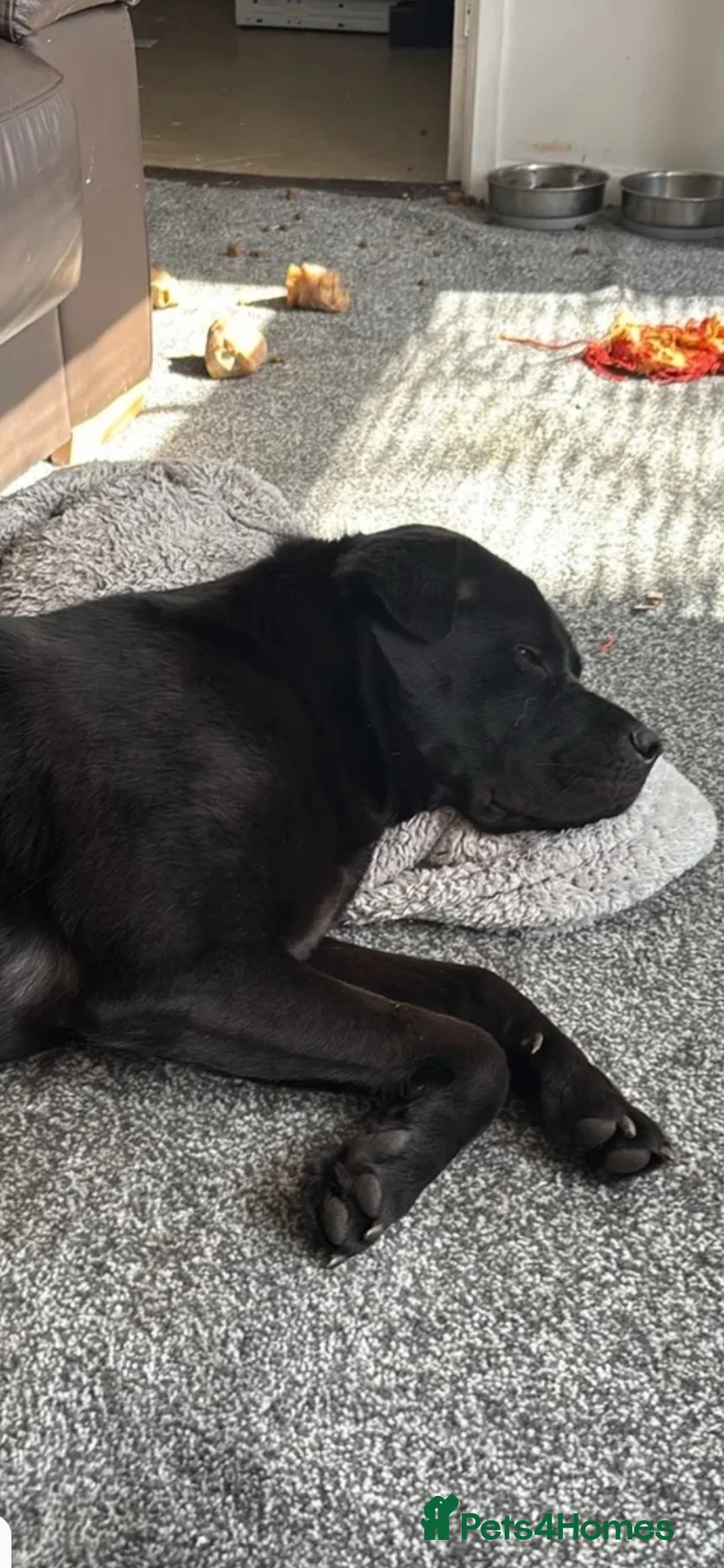 Mixed Breed dogs for sale: Bella-female- cane corso x shar pei in Liverpool - Advert 4