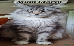 Maine Coon cats for sale: MAINE COONE KITTENS POLYDACTYL&NON POLYDACTYL   - Advert 5