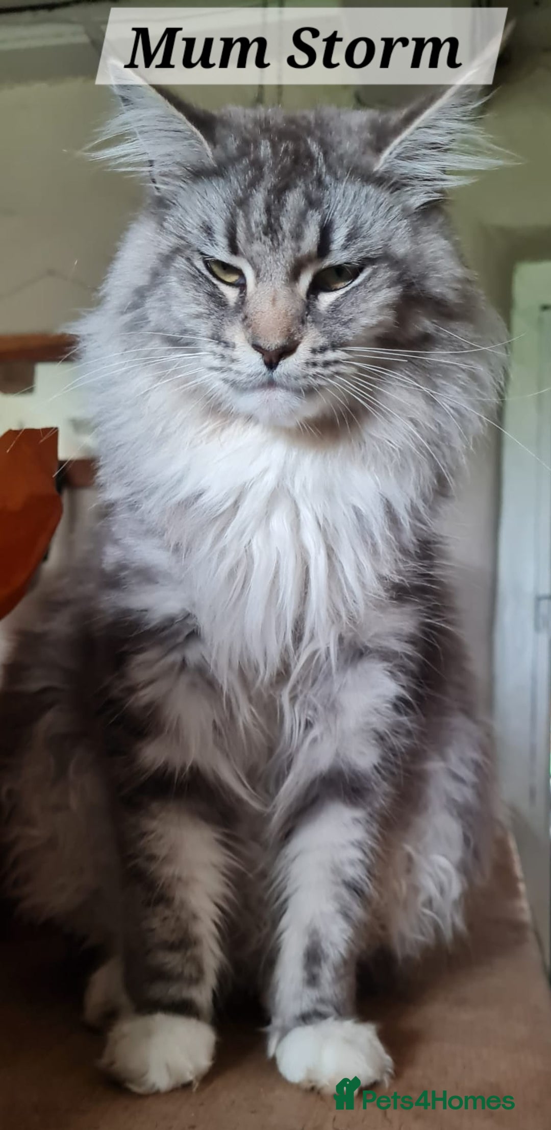 Maine Coon cats for sale: MAINE COONE KITTENS POLYDACTYL&NON POLYDACTYL   - Advert 5