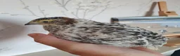 Quail poultry for sale: Pansy Fee, Pearl Fee, Italian Coturnix Quail in North Shields - Advert 1