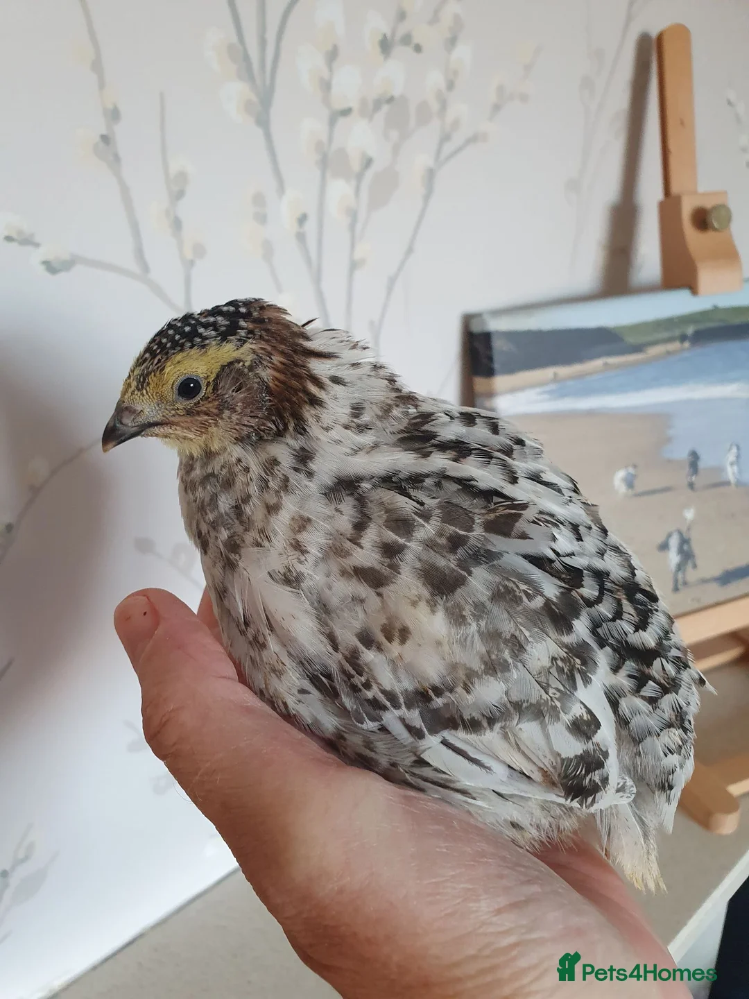 Quail poultry for sale: Pansy Fee, Pearl Fee, Italian Coturnix Quail in North Shields - Advert 1