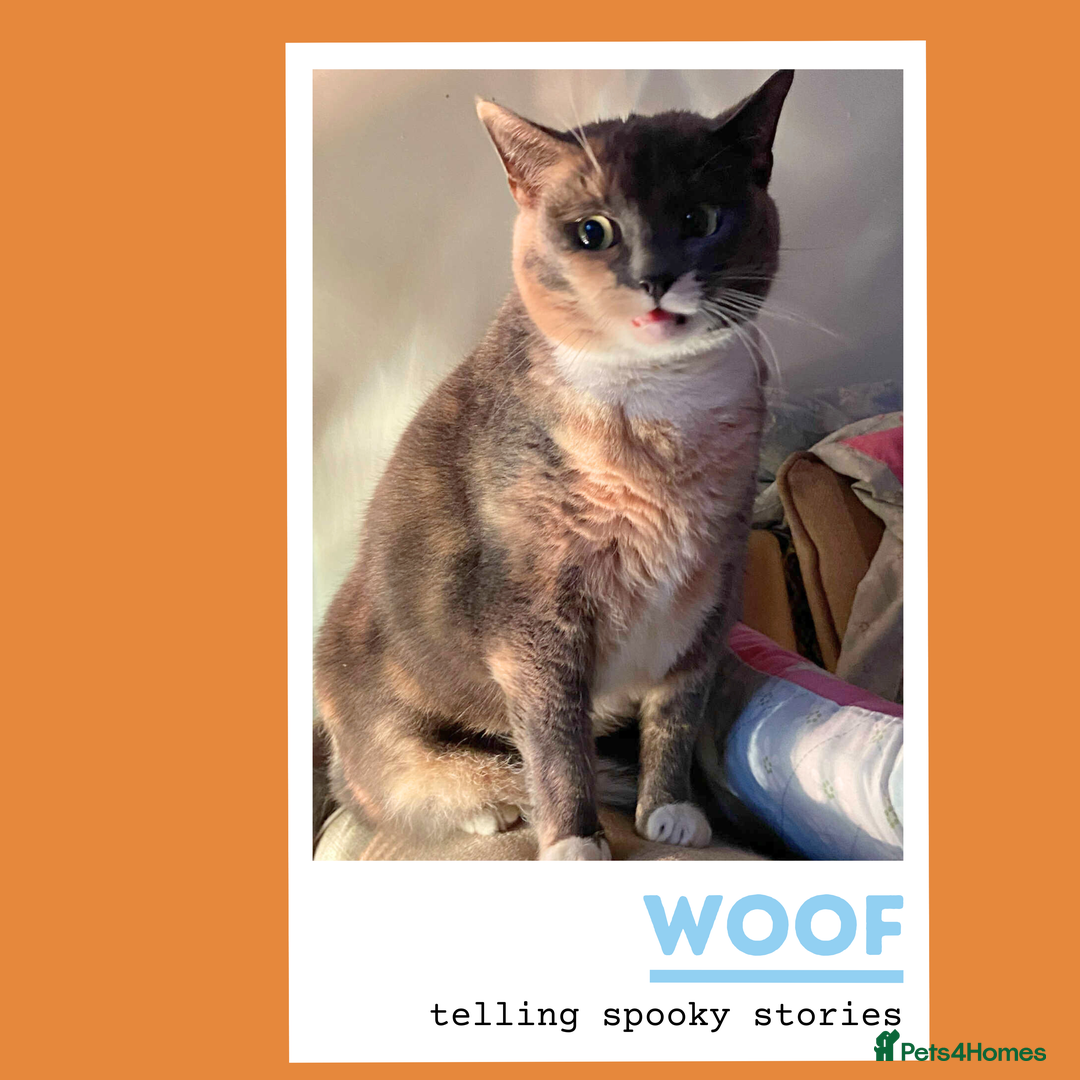 Mixed Breed cats for adoption: A golden girl looking for love - Image 7