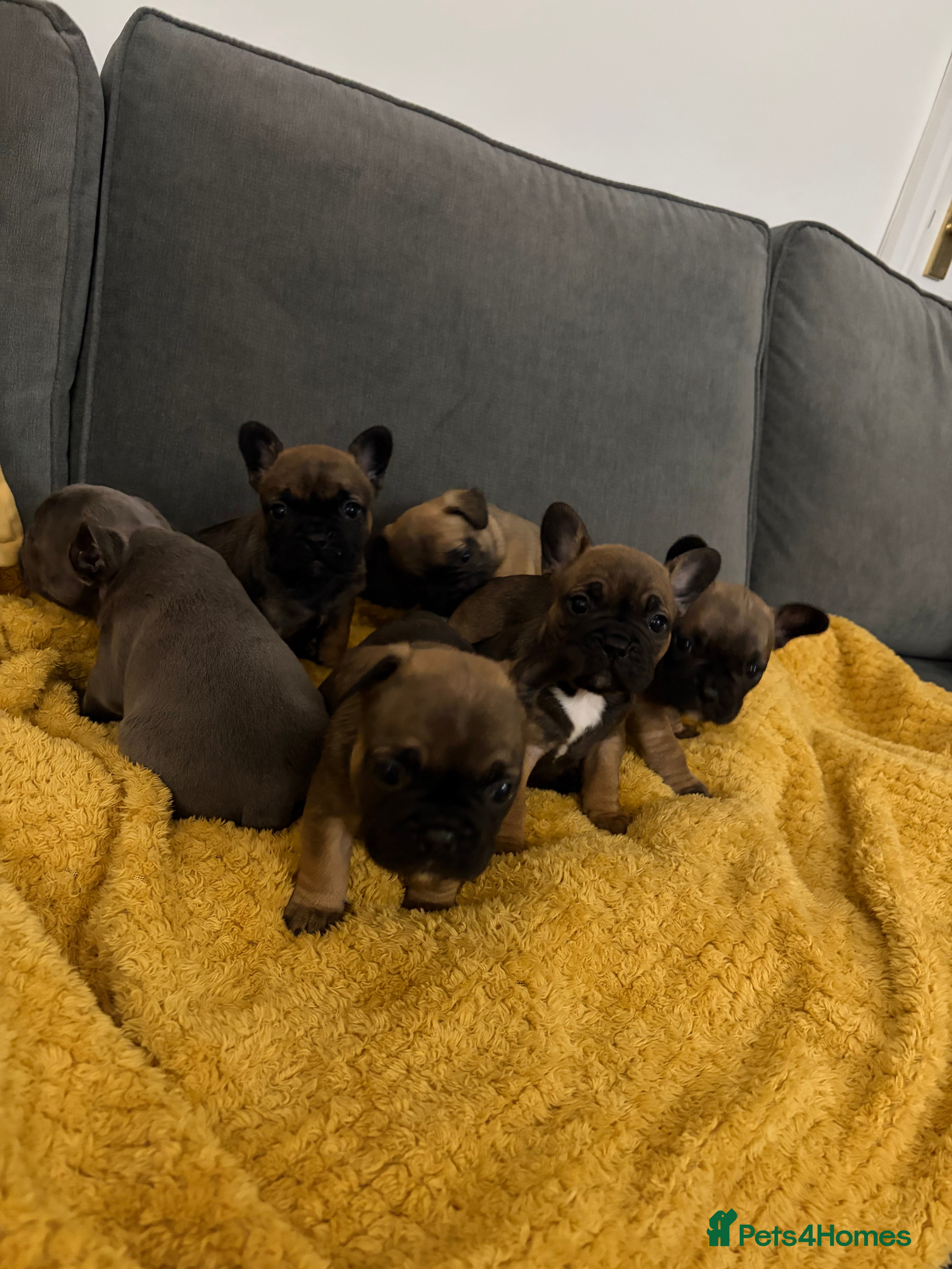 French Bulldog dogs French bulldog puppies - Advert 1