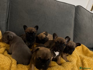 French Bulldog dogs French bulldog puppies - Advert 2