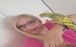 Ringnecks birds for sale: Beautiful female ringneck  - Advert 9