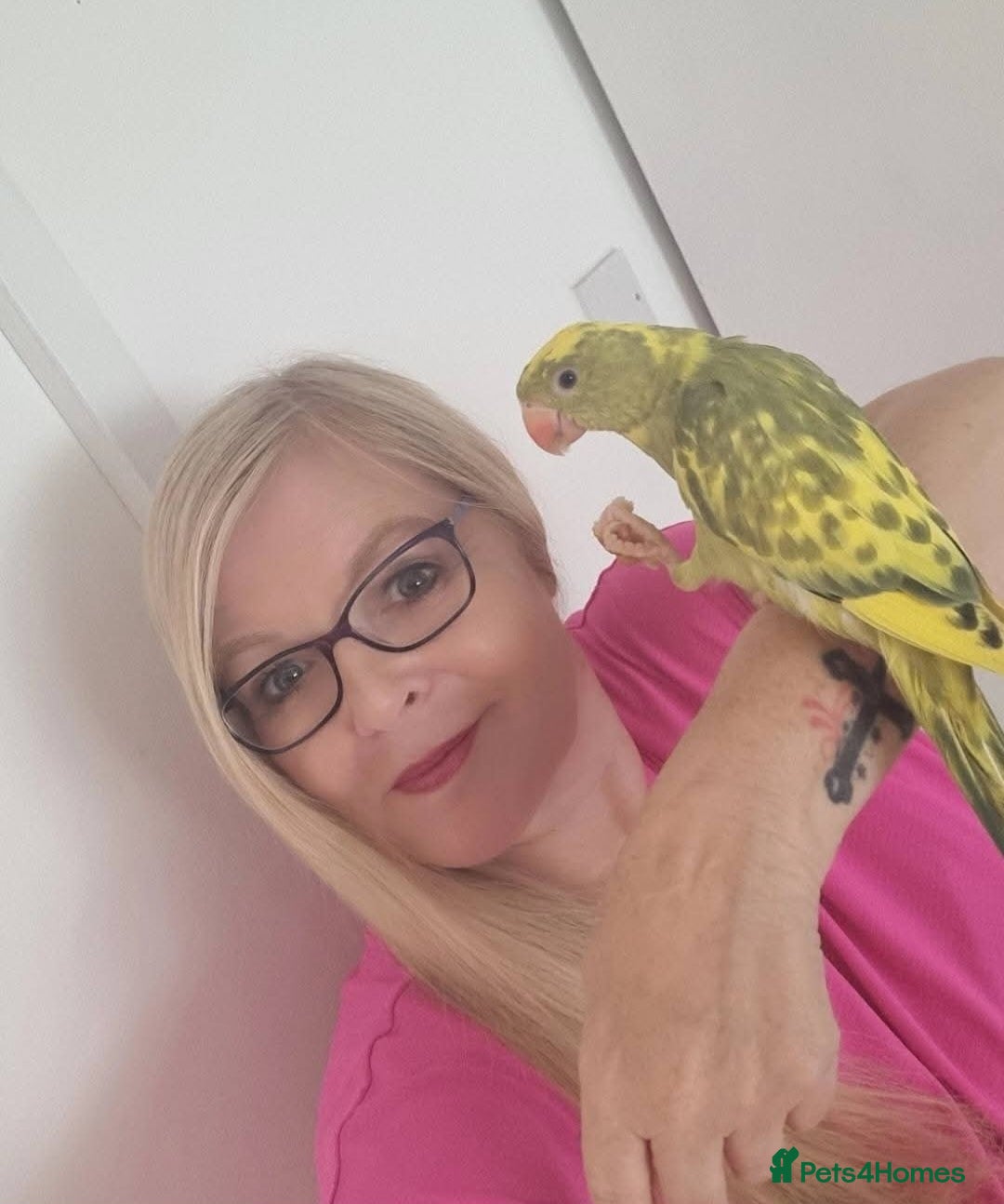 Ringnecks birds for sale: Beautiful female ringneck  - Advert 9