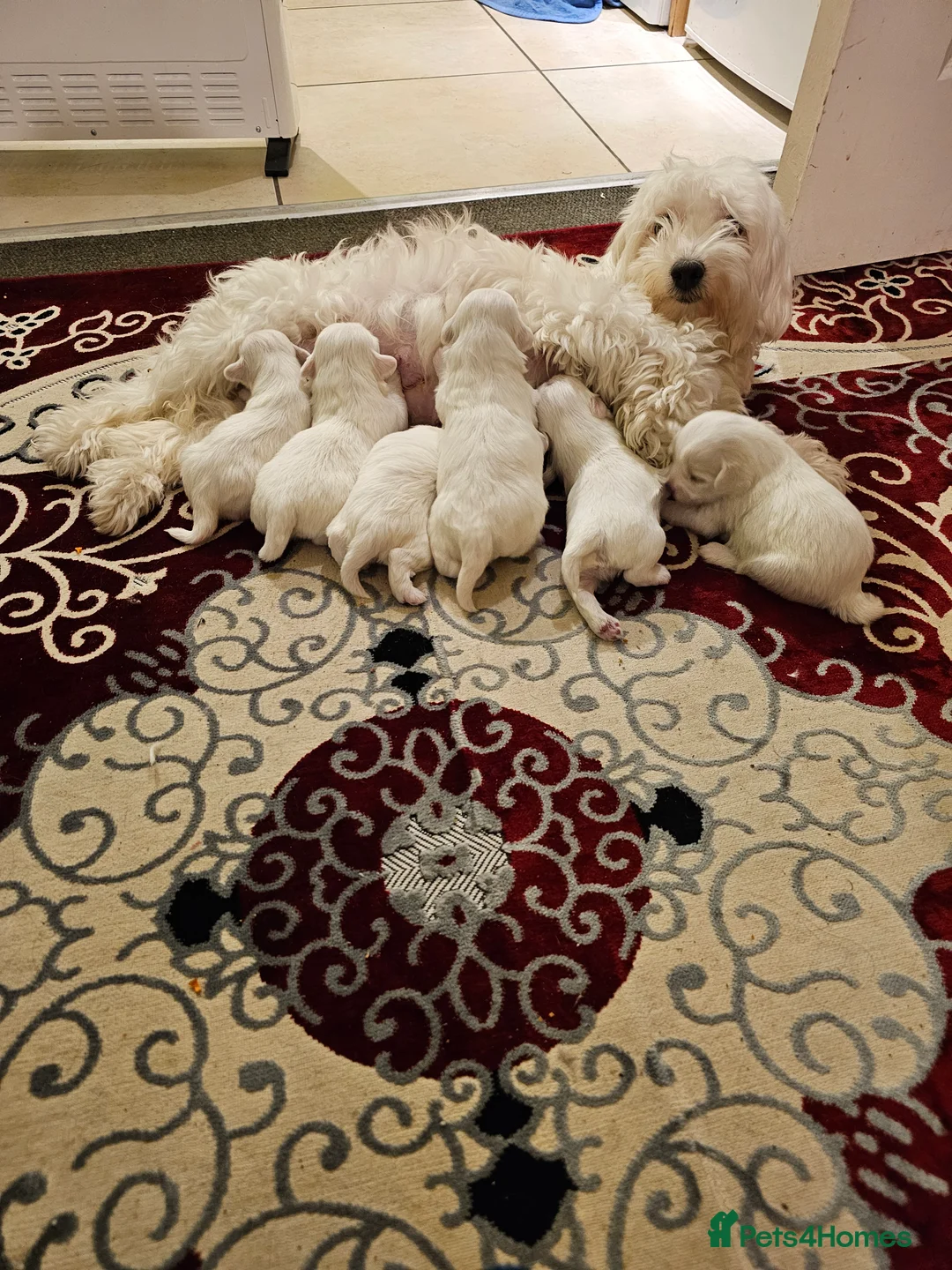 Mixed Breed dogs for sale: Maltichon - Advert 1