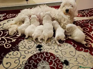 Mixed Breed dogs Maltichon - Advert 1