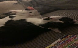 Domestic Shorthair cats for sale: TWO CATS NEED REHOMING TOGETHER  - Image 1