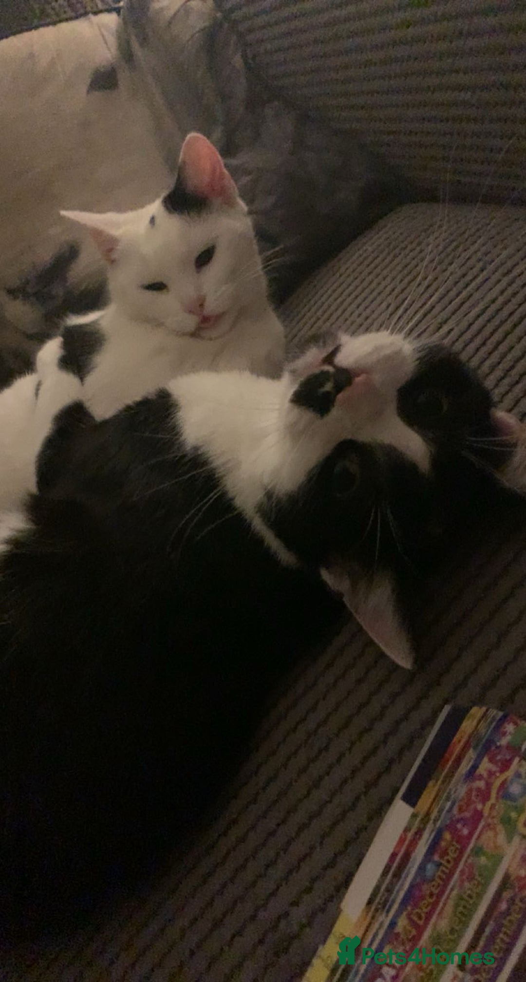 Domestic Shorthair cats for sale: TWO CATS NEED REHOMING TOGETHER  - Image 1