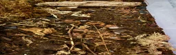 Isopods invertebrates for sale: Lots of Mixed isopods  - Advert 7