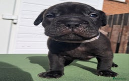 Mixed Breed dogs for sale: Frenchbulldog cross puppies  - Image 2