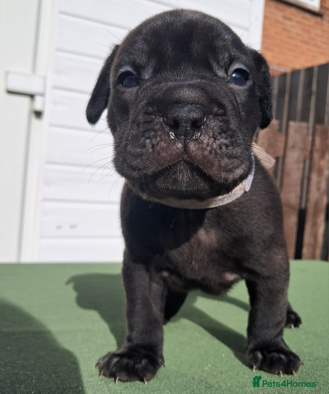 Mixed Breed dogs for sale: Frenchbulldog cross puppies  - Image 2
