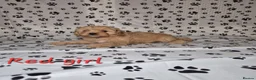 Cavapoo dogs for sale: Dna Health Tested F1 Cavapoo puppies - Advert 28