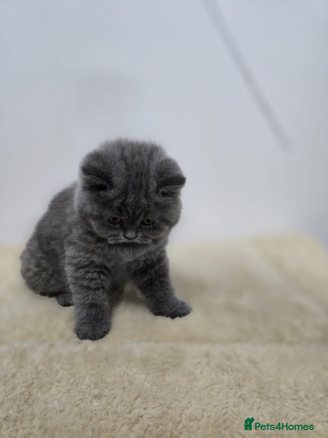British Shorthair cats for sale: Gorgeous British Shorthair & Longhair Kittens - Advert 13