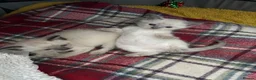 Siamese cats for sale: 4 Beautiful female siamese kittens available - Advert 3