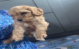 Cavapoo dogs for sale: * Cavapoo Boys available * - Image 21
