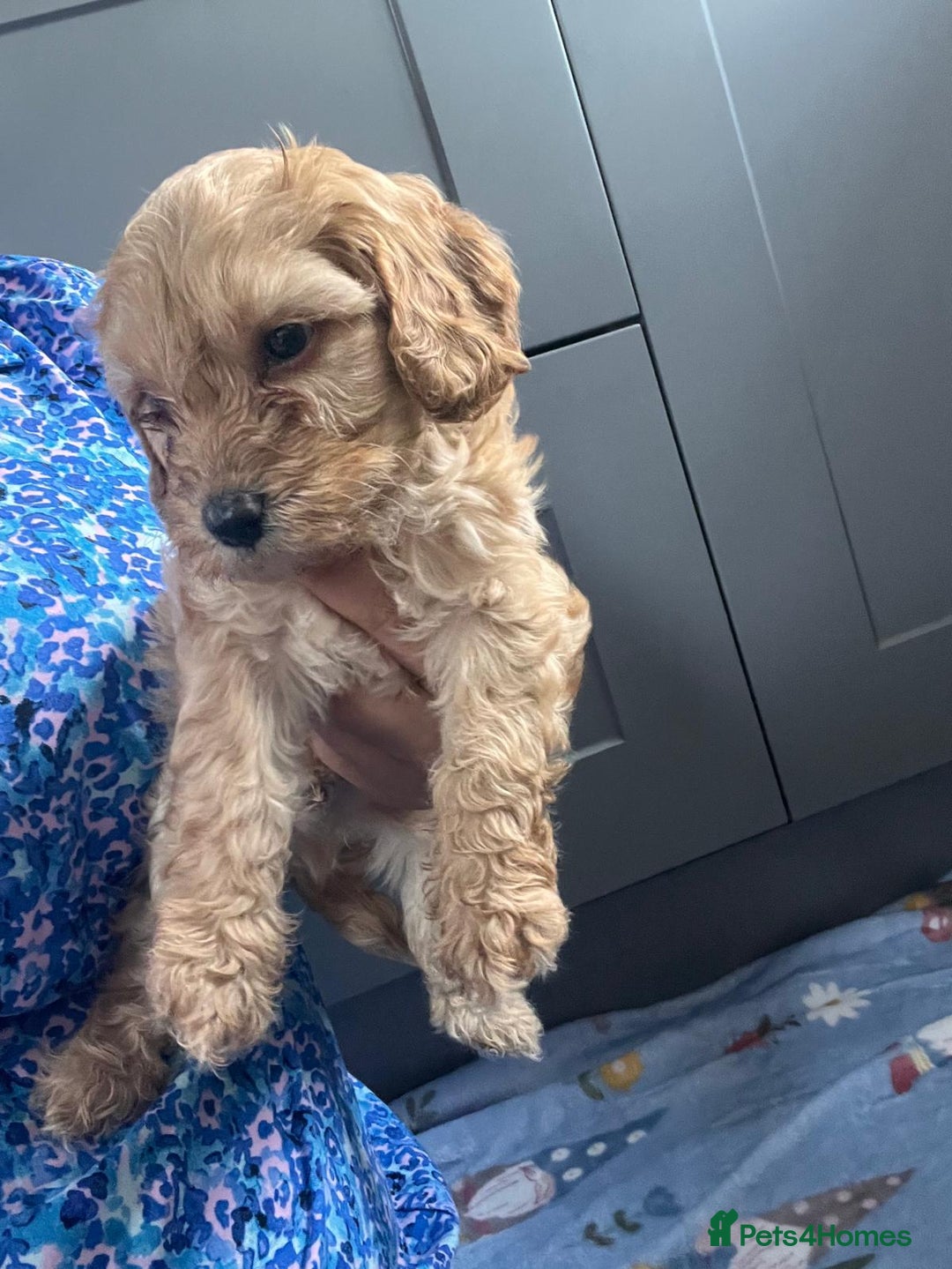 Cavapoo dogs for sale: * Cavapoo Boys available * - Image 21