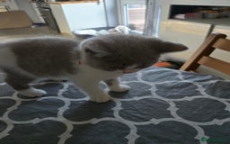 British Shorthair cats for sale: Bsh reading now 1 girl - Image 3