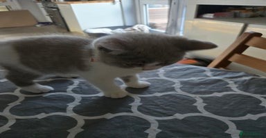 British Shorthair cats - Advert 11
