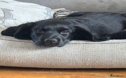 Mixed Breed dogs for sale: Beautiful Female Spangold For Sale - Image 2