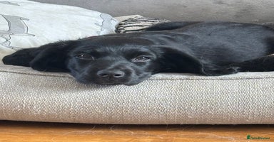 Mixed Breed dogs - Advert 5