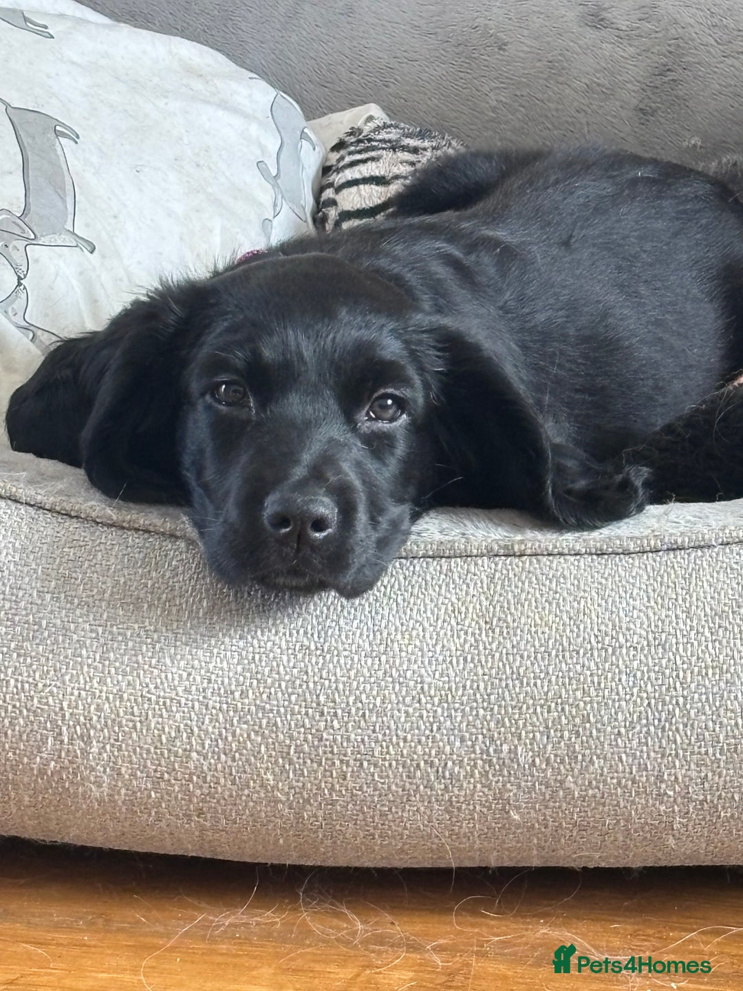 Mixed Breed dogs for sale: Beautiful Female Spangold For Sale - Image 2