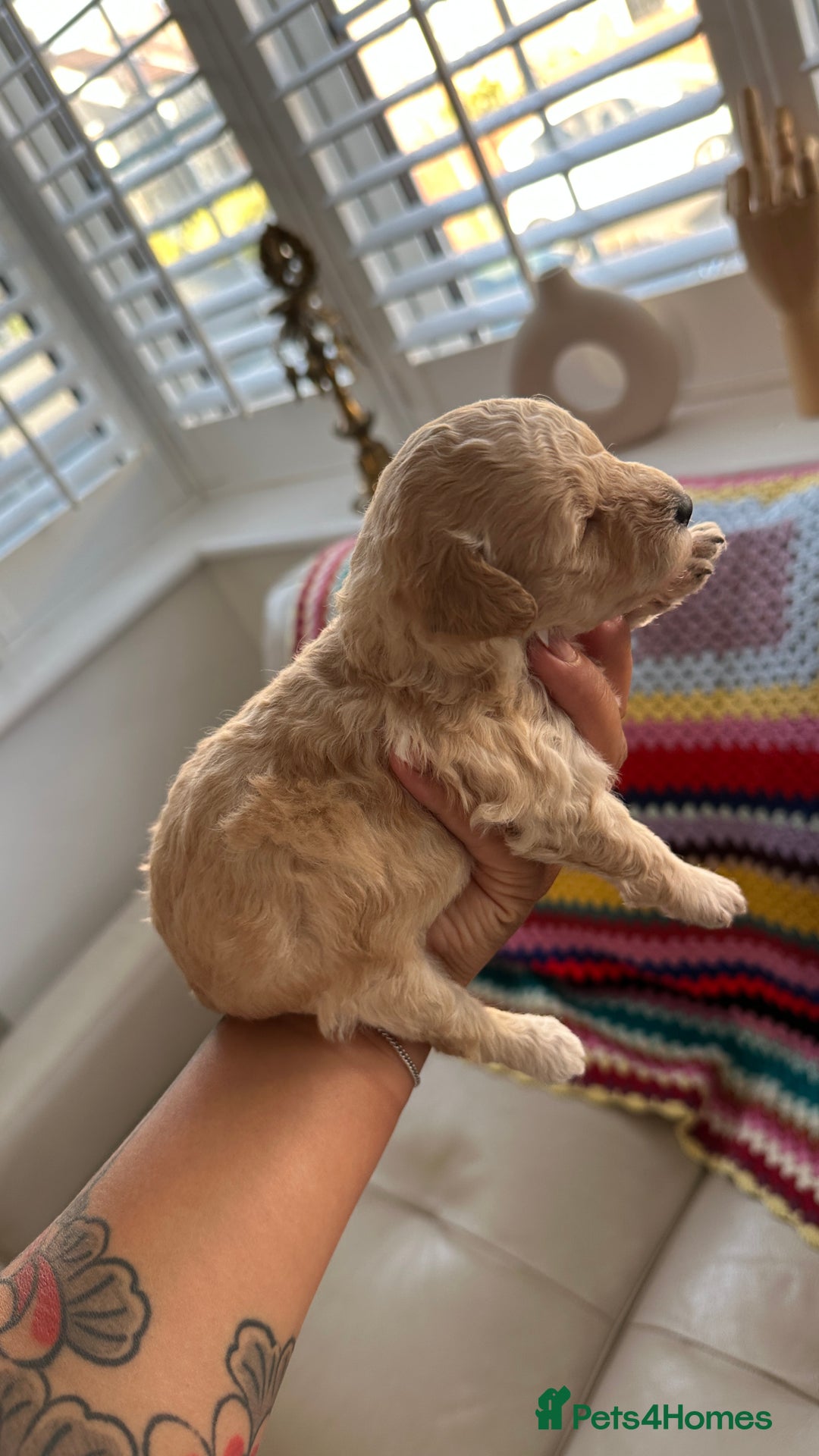 Toy Poodle dogs for sale: Toy poodles (5 girls and 2 boys) - Image 31