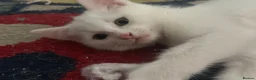 Turkish Van cats for sale: Turkish Van kittens male and female  - Advert 5