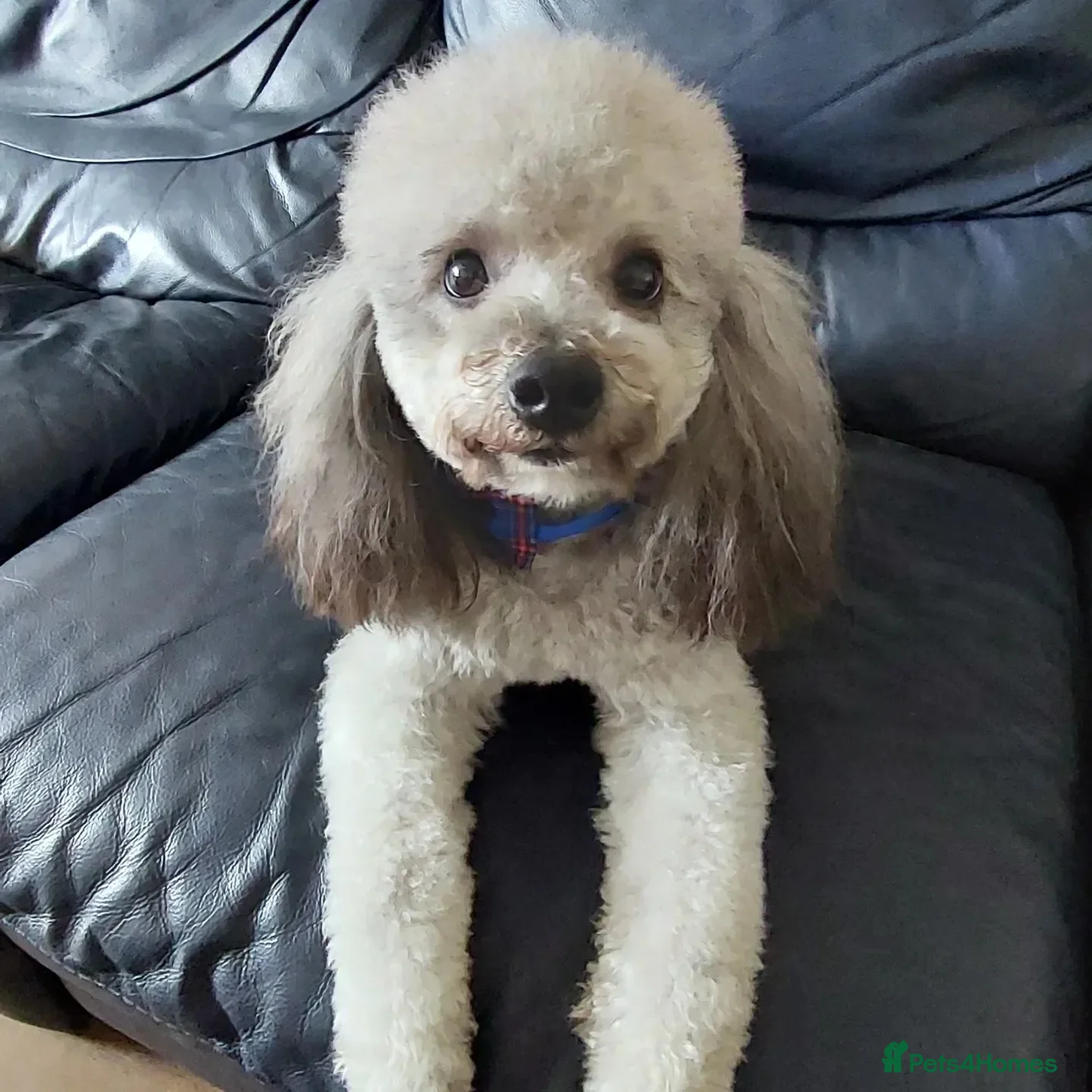 Toy Poodle dogs Silver Toy poodle  in Verwood - Advert 8