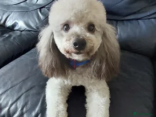 Toy Poodle dogs in Verwood - Advert 3