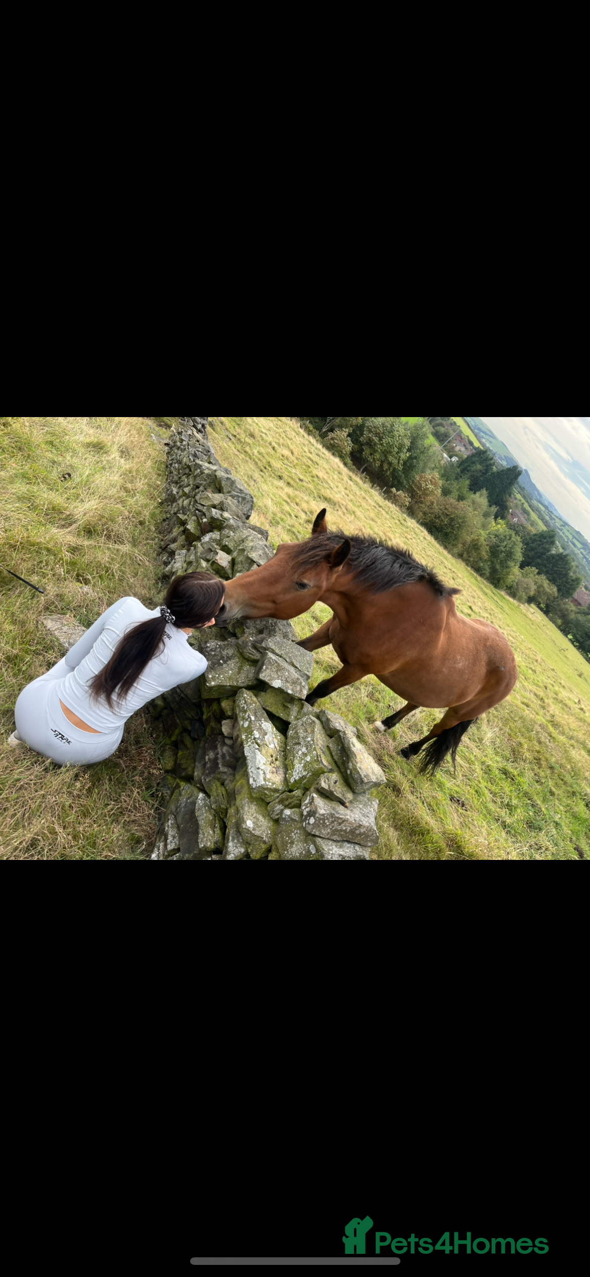 Other Breed horses Looking for new home  - Advert 18