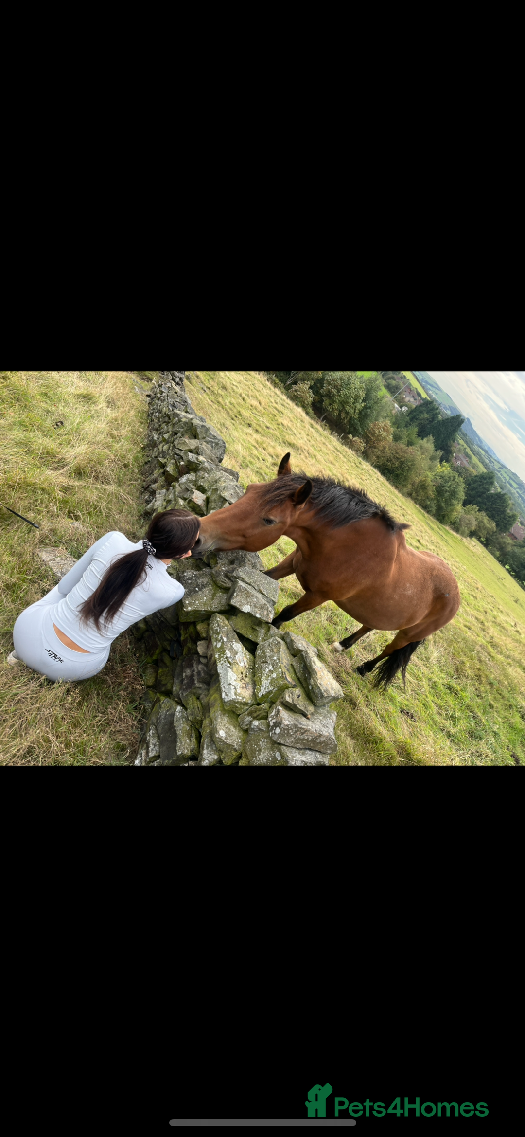 Other Breed horses for sale: Looking for new home  - Advert 2