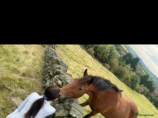 Other Breed horses Looking for new home - Advert 18