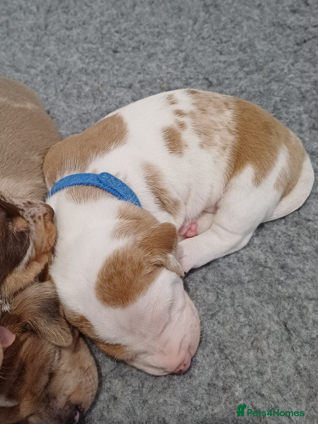 Jack Russell dogs for sale: Beautiful male puppy - Image 1