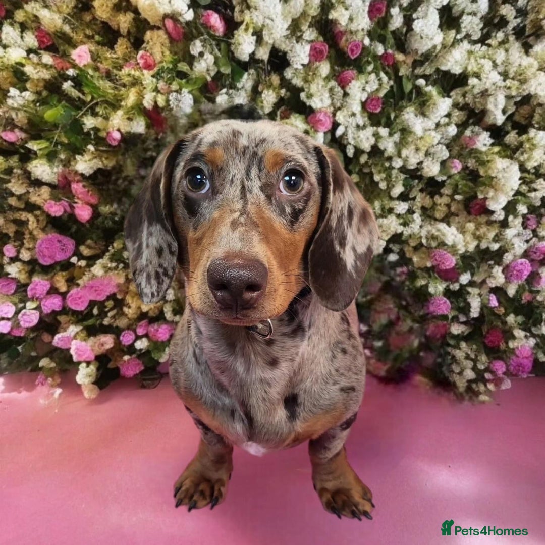 Miniature Dachshund dogs for stud: Mini dachshund stud in Leeds - Advert 3