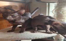 Oriental cats for sale: Stunning oriental kittens  - Image 5