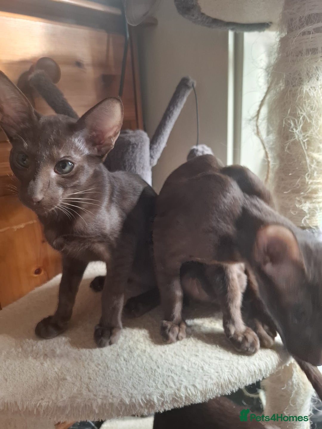 Oriental cats for sale: Stunning oriental kittens  - Image 5